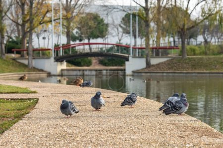 Foto de Pigeons resting a public park with a lake and a bridge to cross over the water - Imagen libre de derechos