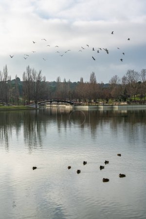 Téléchargez les photos : Public park with a large lake where ducks swim quietly while other birds cross the sky flying - en image libre de droit