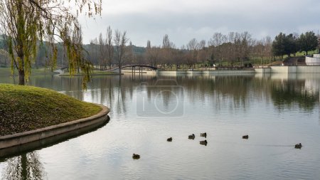 Téléchargez les photos : Large lake in a public park with ducks swimming and other birds flying in Tres Cantos, Madrid - en image libre de droit