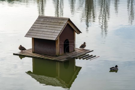 Téléchargez les photos : Wooden house in the lake of a public park where ducks that swim quietly in the lake live - en image libre de droit