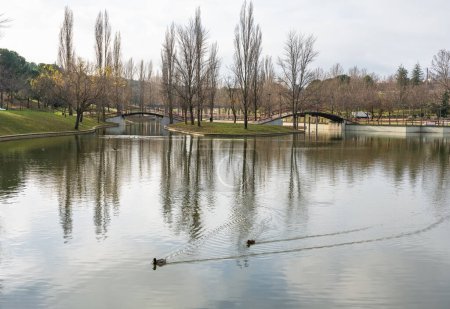 Foto de Public park with large lake that reflects the trees in the water while the ducks swim relaxed - Imagen libre de derechos
