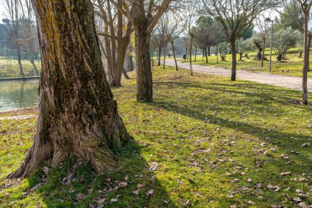 Foto de Park with tall trees and trails for walking and sports next to the city, Tres Cantos, Madrid - Imagen libre de derechos