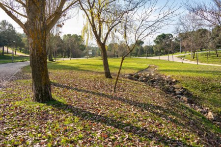 Téléchargez les photos : Park with tall trees and trails for walking and sports next to the city, Tres Cantos, Madrid - en image libre de droit