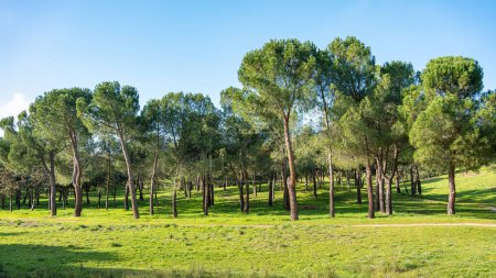 Photo for Mediterranean forest with pine trees on a field of grass and blue sky where the sun shines, Spain - Royalty Free Image