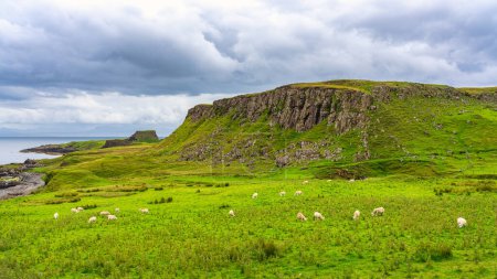Téléchargez les photos : Prairie verdoyante montagneuse au bord de la mer avec des moutons paissant tranquillement sur l'île de Skye, en Écosse - en image libre de droit