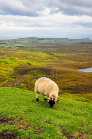 Téléchargez les photos : Moutons de race typique d'Écosse, paissant tranquillement dans les prairies verdoyantes de Quiraing, Skye - en image libre de droit