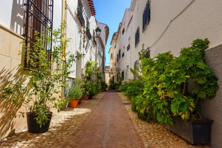 Photo for Picturesque alley with whitewashed houses and potted plants all over the street, Velez Rubio, Almeria - Royalty Free Image