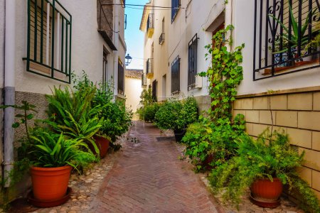 Photo for Picturesque alley with whitewashed houses and potted plants all over the street, Velez Rubio, Almeria. - Royalty Free Image