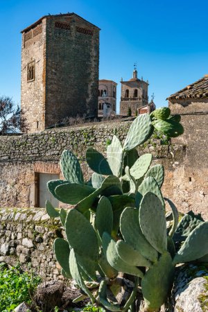 Kaktusfeige charakteristisch für die trockenen Gebiete Spaniens in Trujillo