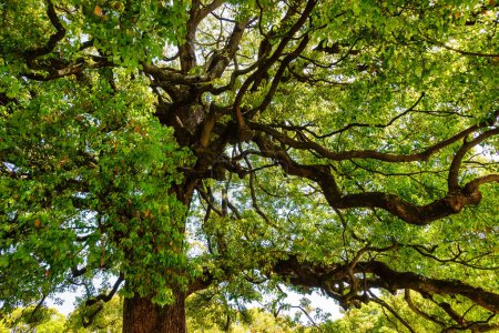 Große Bäume mit verflochtenen Ästen im Yoyogi Nationalpark, Tokio