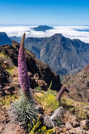 Paysage volcanique impressionnant avec des plantes endémiques de l'île de La Palma, îles Canaries