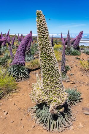 Tadschinaste in verschiedenen Farben, endemische Pflanze der Vulkangebiete der Kanarischen Inseln, Spanien