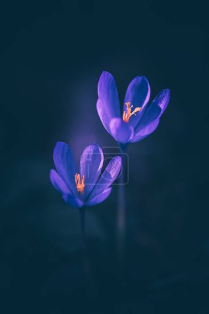 Photo for Autumn crocus flower as known as Colchicum autumnale - Royalty Free Image