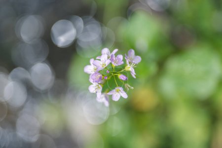 Photo for Pink wildflower cuckoo flower or cardamine pratensis view from above, shallow depth of field - Royalty Free Image