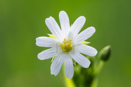 Weiße Blüte stellaria holostea, Nahaufnahme, geringe Schärfentiefe.