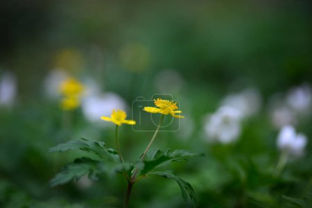Yellow flower buttercup anemone, Blur effect with shallow depth of field