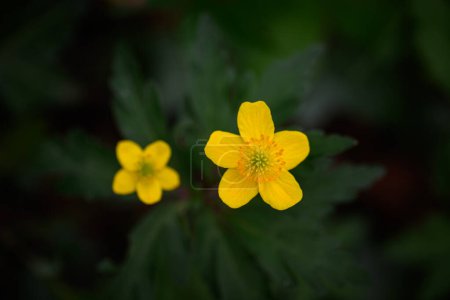Yellow flower buttercup anemone, view from above. Blur effect with shallow depth of field