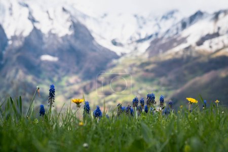 Primeras flores primaverales en los nublados Pirineos Ariege con los picos nevados en el fondo
