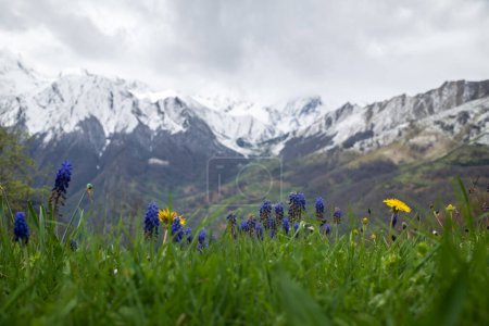 Erste Frühlingsblumen in den bewölkten Pyrenäen von Ariege mit den schneebedeckten Gipfeln im Hintergrund