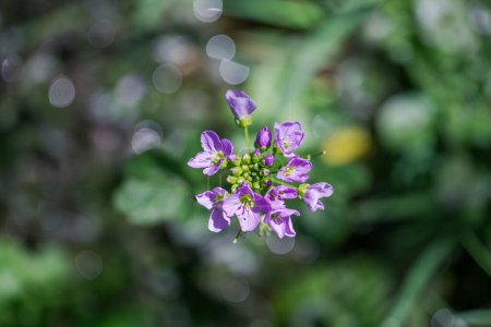 Photo for Above view of small purple cuckoo flower. blurred background. Shallow depth of field. - Royalty Free Image