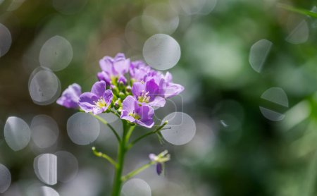 Photo for Above view of small purple cuckoo flower. blurred background. Shallow depth of field. - Royalty Free Image