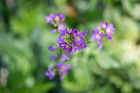 Above view of small purple cuckoo flower. blurred background. Shallow depth of field.