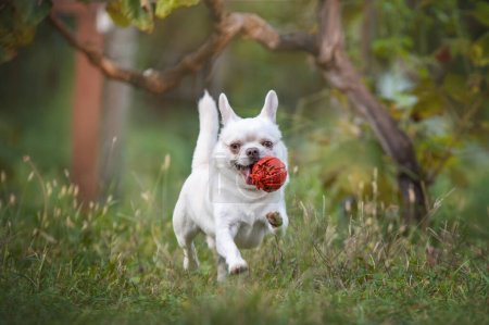 Téléchargez les photos : Chihuahua chien courir avec un jouet sur l'herbe verte - en image libre de droit