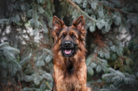 Photo for German shepherd dog outdoors . - Royalty Free Image