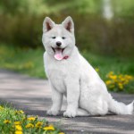 Portrait of a white akita inu puppy. Happy dog outdoors in summer.