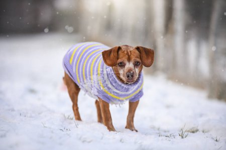 Beautiful Small red mutt dog in clothes in winter, snow outdoors in the forest park