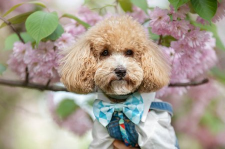 Foto de Lindo cachorro de maltipoo con flor de cerezo rosa - Imagen libre de derechos