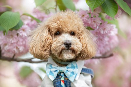 Foto de Lindo cachorro de maltipoo con flor de cerezo rosa - Imagen libre de derechos