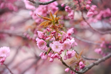 Spring blooming tree, flora. Beautiful Pink Cherry Blossom on nature background. Sakura flower blooming. Sakura Uzhhorod