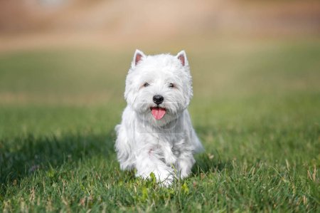 Téléchargez les photos : Un chien terrier blanc des hautes terres de l'ouest courant dans l'herbe avec la langue sortie - en image libre de droit