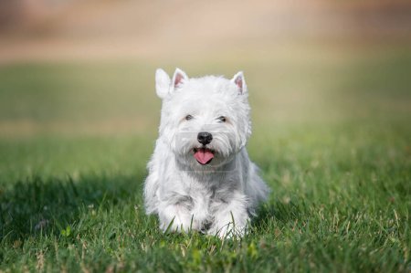 Téléchargez les photos : Un chien terrier blanc des hautes terres de l'ouest courant dans l'herbe avec la langue sortie - en image libre de droit