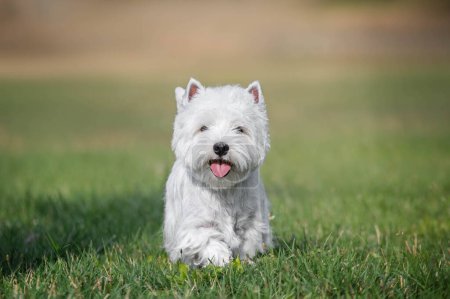 Téléchargez les photos : Un chien terrier blanc des hautes terres de l'ouest assis dans l'herbe avec la langue ouverte - en image libre de droit