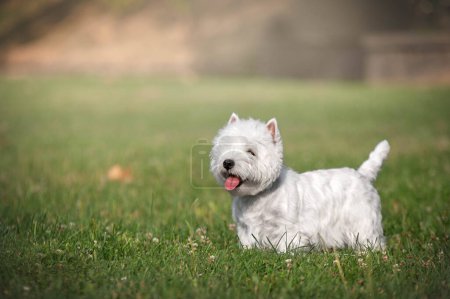 Téléchargez les photos : Un chien terrier blanc des hautes terres de l'ouest debout dans un champ d'herbe - en image libre de droit