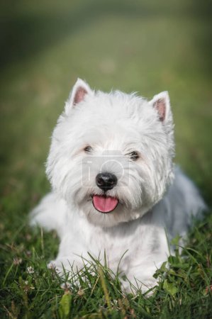 Téléchargez les photos : Un chien terrier blanc des hautes terres de l'ouest étendu dans l'herbe avec la langue ouverte - en image libre de droit
