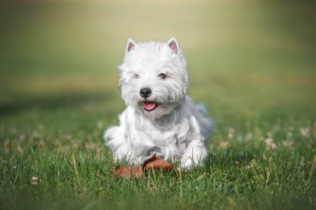 Téléchargez les photos : Un chien terrier blanc des hautes terres de l'ouest courant dans l'herbe - en image libre de droit