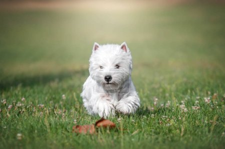 Photo for A small west highland white terrier dog running through a field - Royalty Free Image