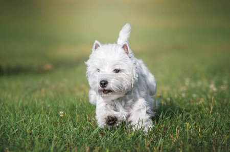 Téléchargez les photos : Un chien terrier blanc des hautes terres de l'ouest qui court à travers un champ d'herbe - en image libre de droit