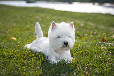 Téléchargez les photos : Un chien terrier blanc des hautes terres de l'ouest couché dans l'herbe près d'un plan d'eau - en image libre de droit