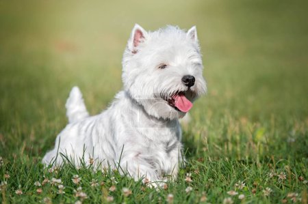Téléchargez les photos : Un chien terrier blanc des hautes terres de l'ouest étendu dans l'herbe avec la langue ouverte - en image libre de droit