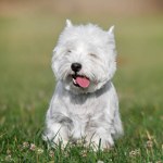 a west highland white terrier dog standing in the grass with its tongue out