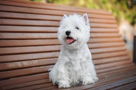 Téléchargez les photos : Un chien terrier blanc des hautes terres de l'ouest assis sur un banc en bois dans le parc - en image libre de droit