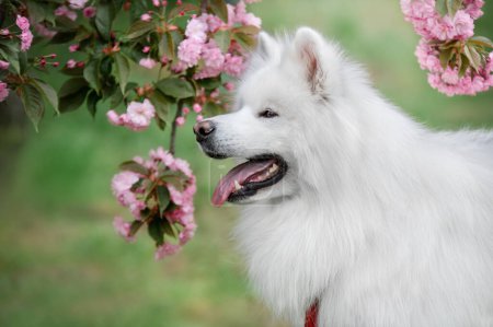 Photo for Portrait of a samoyed dog in the blossom of Japanese Cherry. - Royalty Free Image