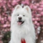 a white samoyed dog with a red collar and a cherry blossom in the background