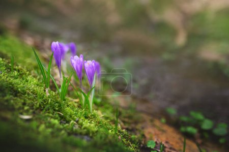 spring flowers in the forest