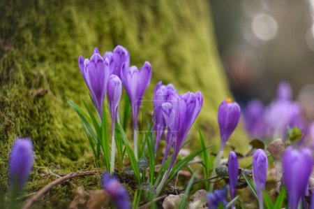 crocus flowers in the forest