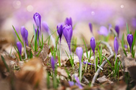 crocuses in the forest